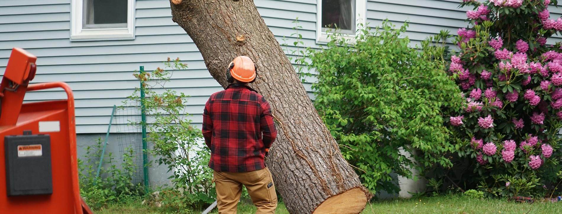 Tree Removal Company