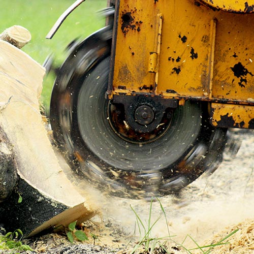 Tree Stump Removal